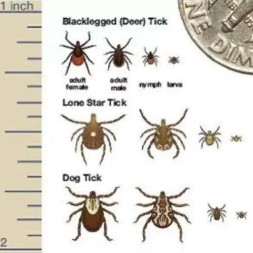 FREE Tick Kit | MyFreeProductSamples.com