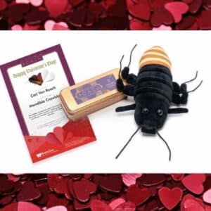 Name a Roach is back for Valentines Day!