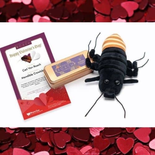 Name a Roach is back for Valentines Day!