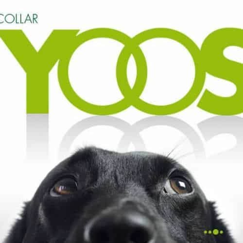 FREE YOOS Essential Oil Dog Collar