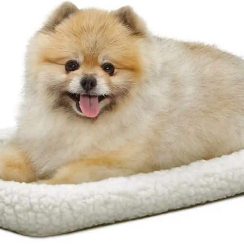 Amazon: Fleece Dog Bed or Cat Bed ONLY $5.89 (Reg $16)