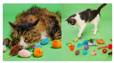 FREE Sample of Love, Nala Cat Food.