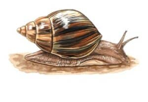 Free-Giant-African-Snail-Temporary-Tattoo