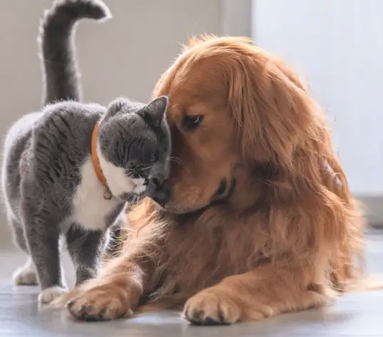 FREE Hill's Science Diet Cat Food!
