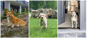 Free-2024-Dogs-of-Wayne-Homes-Calendar