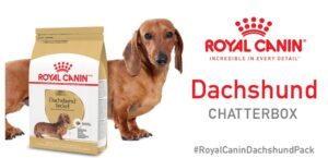 Free-Royal-Canin-Dachshund-Chatterbox-Kit
