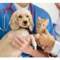 Free Vet Exam at Petco Vetco Total Care