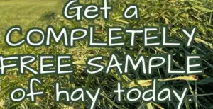 Free Sample of Hay for Small Pets